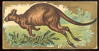 N216 Kangaroo.jpg